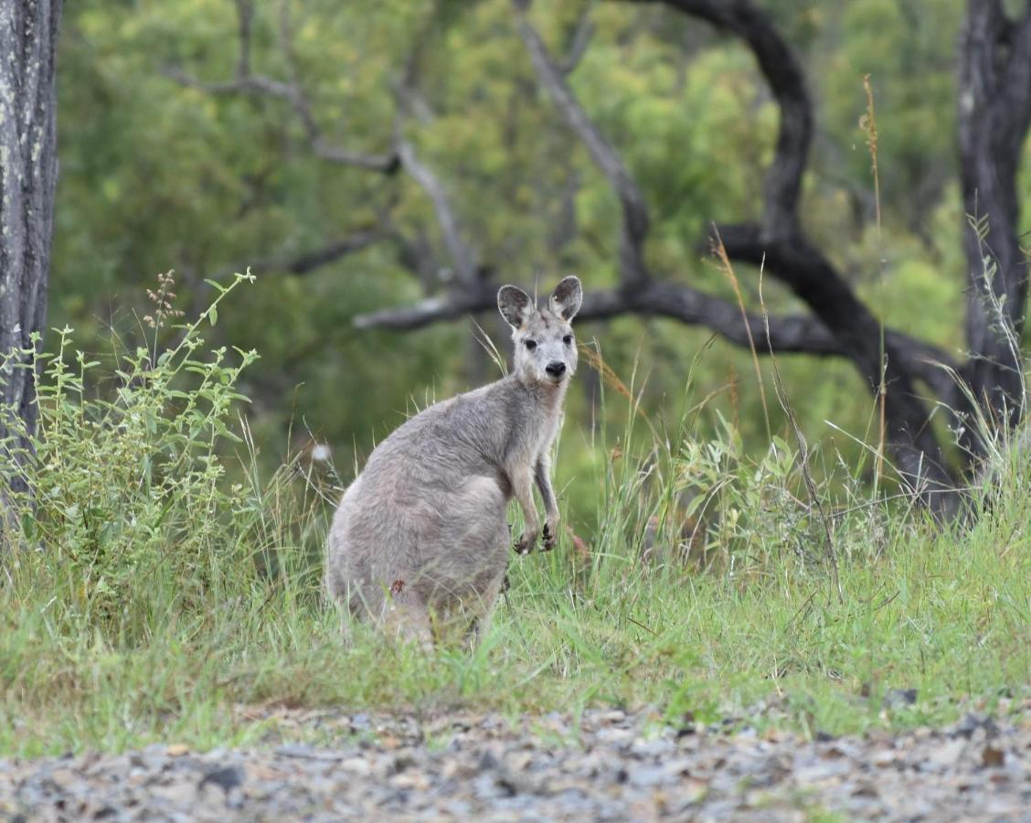 Dimbulah Ironbark Houseヴィラ エクステリア 写真