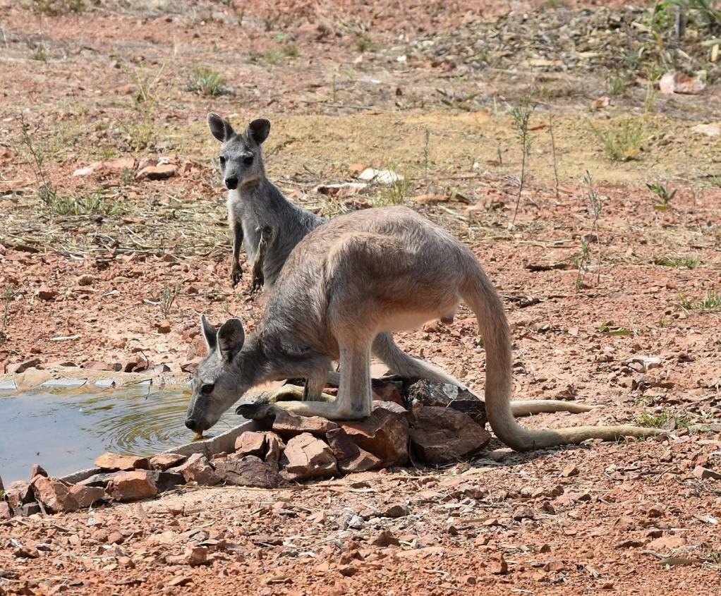 Dimbulah Ironbark Houseヴィラ エクステリア 写真