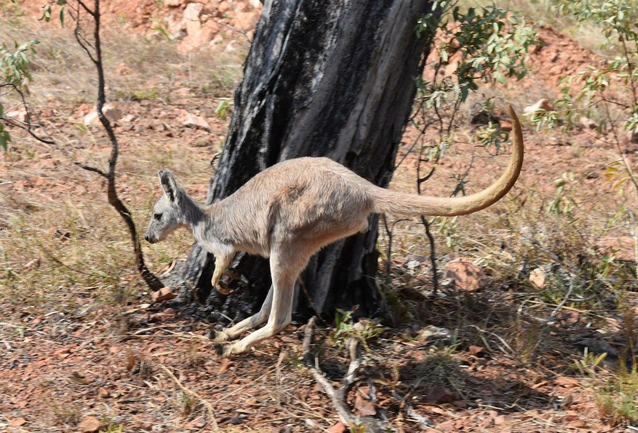 Dimbulah Ironbark Houseヴィラ エクステリア 写真